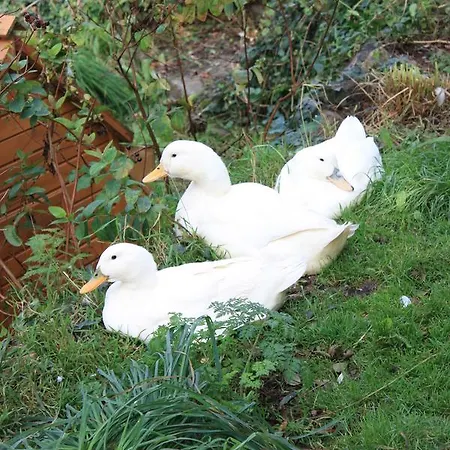 The Hen House Bed & Breakfast
